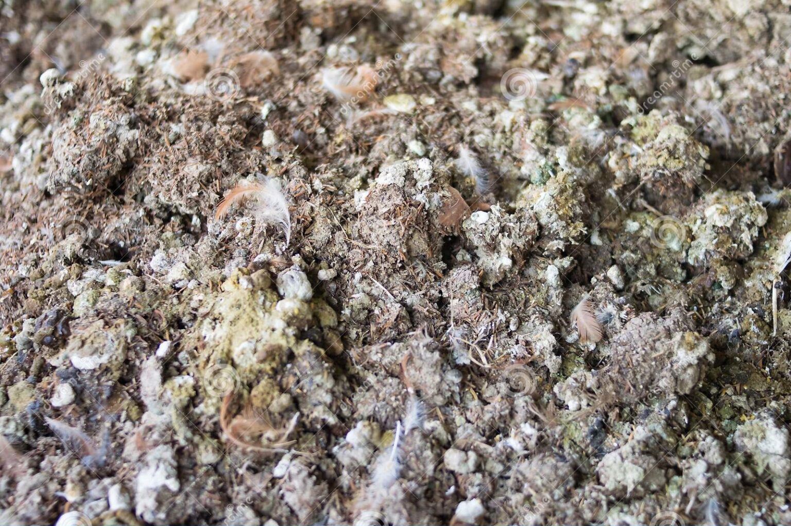 Buy Chicken manure Online Chicken Manure Suppliers of Chicken man